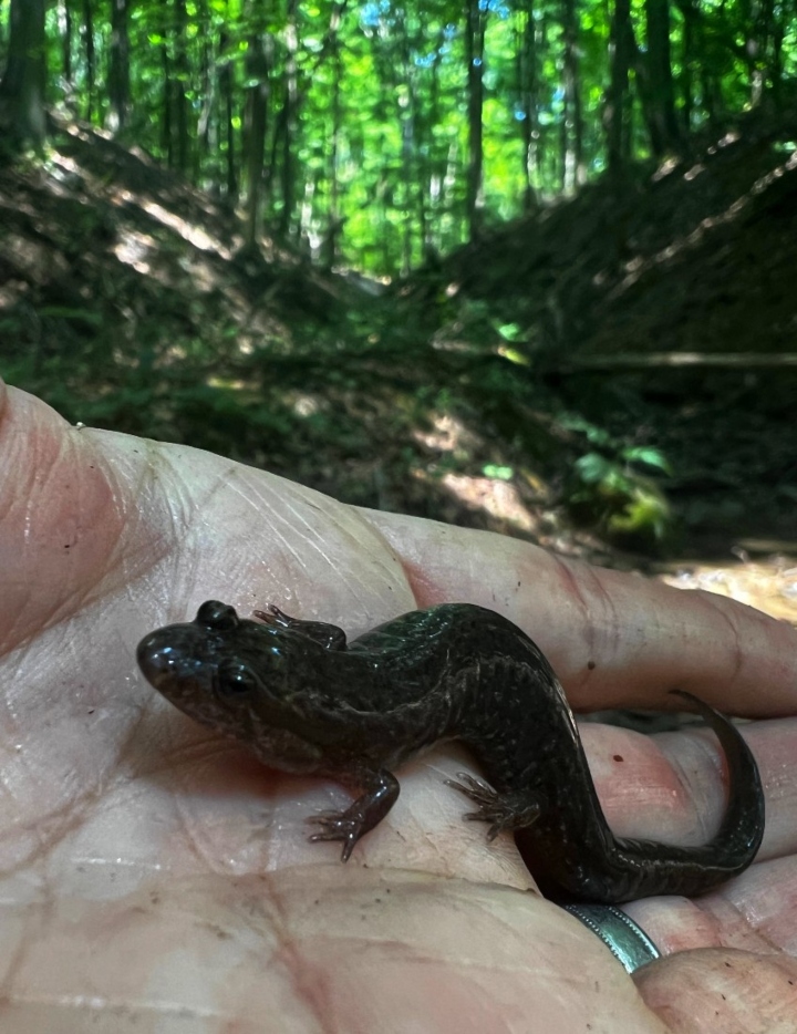 Dusky Salamander